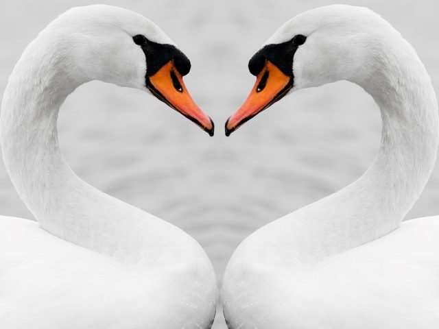 tokenized loyalty programs